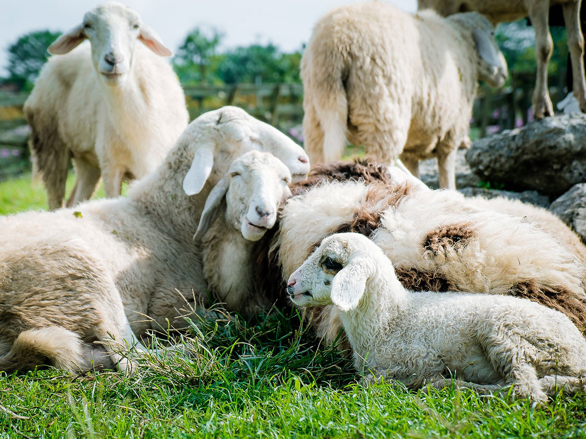 Blauzungenkrankheit breitet sich auch in NRW aus / Veterinäramt des Kreises Olpe appelliert zu Impfungen